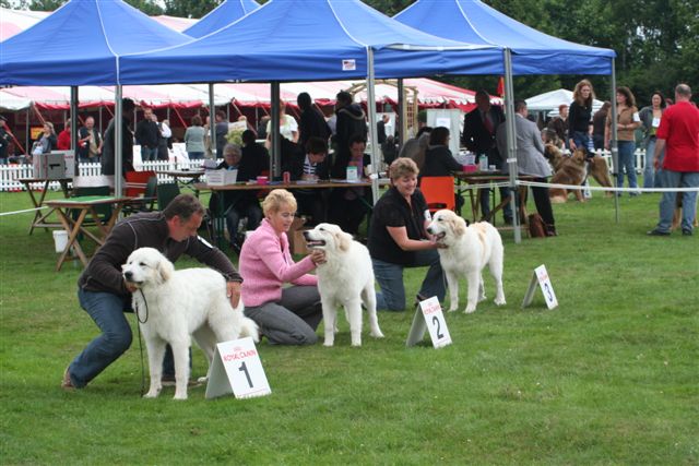 Puppyclass bitches